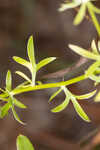 Fragrant eryngo